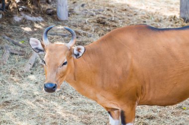 Banteng, Tayland Portresi