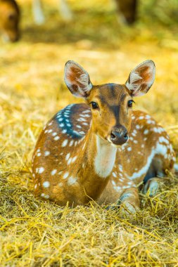 Benekli geyik portresi, Tayland