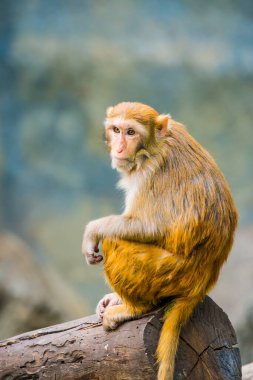 Rhesus Macaque 'ın Portresi, Tayland