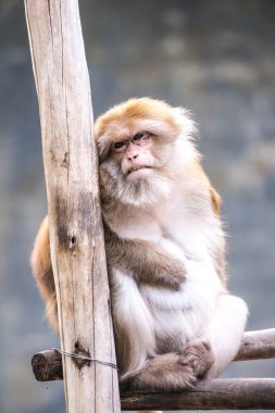 Assamese Macaque, Tayland Portresi