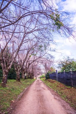 Chiangmai, Tayland 'da kiraz çiçeği parkı..