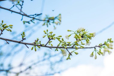 Kiraz Çiçeklerinin Kapanışı, Tayland.