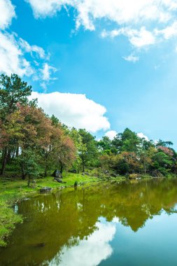 Tayland 'da gölü olan kiraz ağaçları..