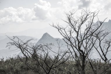 Chiangrai, Tayland 'daki Phu Chi Fa Dağı manzarası.