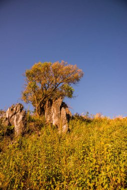 Tayland 'ın Chiangrai ilindeki Doi Pha Tang Dağı manzarası.