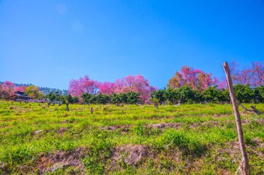 Mavi gökyüzü olan kiraz ağaçları, Tayland.