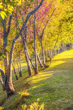 Chiangmai, Tayland 'da kiraz çiçeği parkı..