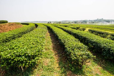Tayland, Tayland 'da çay çiftliği