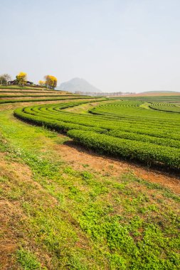 Tayland, Tayland 'da Çay Çiftliği manzarası