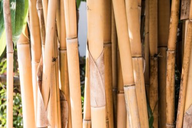Sarı bambu arka plan, Tayland