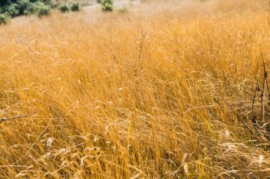 Tayland 'da, dağda kuru çimenler