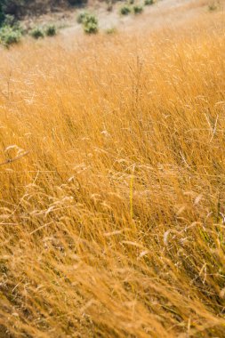 Tayland 'da, dağda kuru çimenler
