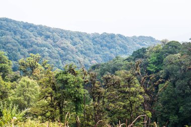 Doi Inthanon Ulusal Parkı, Tayland Ormanı