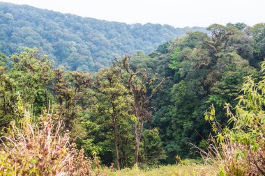 Doi Inthanon Ulusal Parkı, Tayland Ormanı