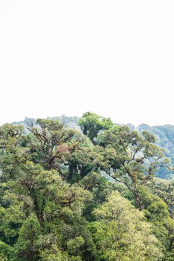 Doi Inthanon Ulusal Parkı, Tayland Ormanı