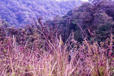 Doi Inthanon Ulusal Parkı 'ndaki küçük fabrika, Tayland