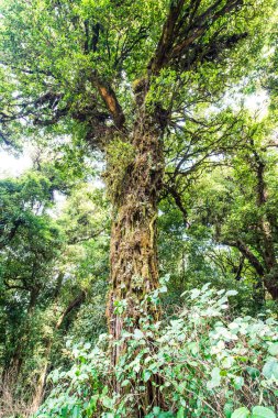 Doi Inthanon Ulusal Parkı, Tayland 'da Büyük Ağaç