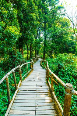 Doi Inthanon Ulusal Parkı 'nda Doi Trail, Tayland