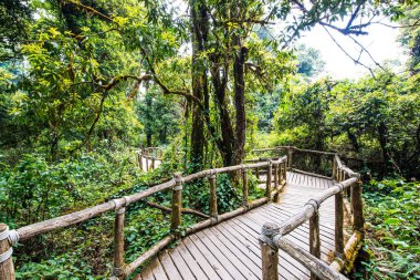 Doi Inthanon Ulusal Parkı 'nda Doi Trail, Tayland