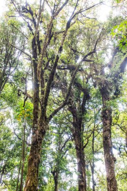 Doi Inthanon Ulusal Parkı, Tayland 'da orman bolluğu
