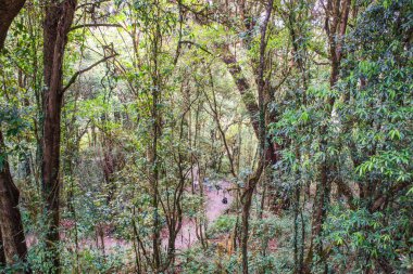 Doi Inthanon Ulusal Parkı, Tayland 'da orman bolluğu