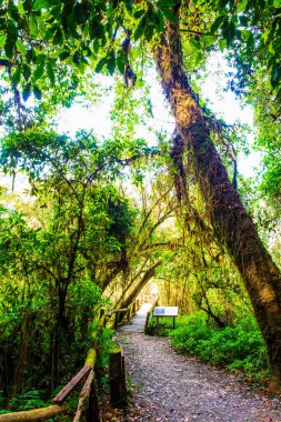 Doi Inthanon Ulusal Parkı 'nda Doi Trail, Tayland