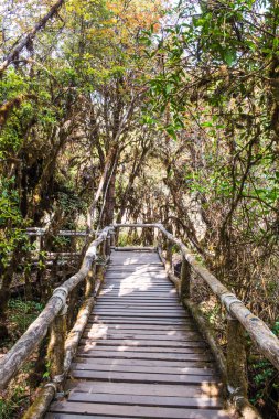 Doi Inthanon Ulusal Parkı 'nda Doi Trail, Tayland