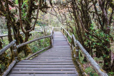 Doi Inthanon Ulusal Parkı 'nda Doi Trail, Tayland