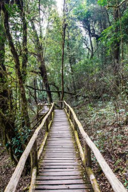 Doi Inthanon Ulusal Parkı 'nda Doi Trail, Tayland