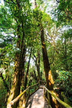 Doi Inthanon Ulusal Parkı 'nda Doi Trail, Tayland