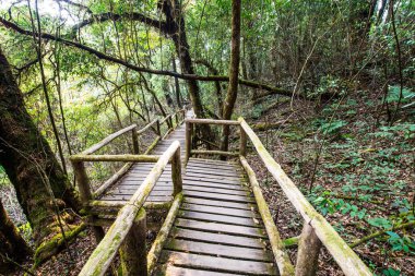 Doi Inthanon Ulusal Parkı 'nda Doi Trail, Tayland