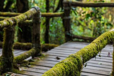 Doi Inthanon Ulusal Parkı 'nda Doi Trail, Tayland