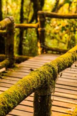 Doi Inthanon Ulusal Parkı 'nda Doi Trail, Tayland