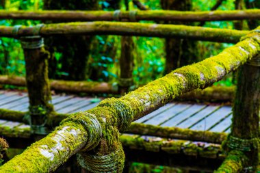 Doi Inthanon Ulusal Parkı 'nda Doi Trail, Tayland