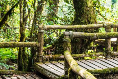 Doi Inthanon Ulusal Parkı 'nda Doi Trail, Tayland
