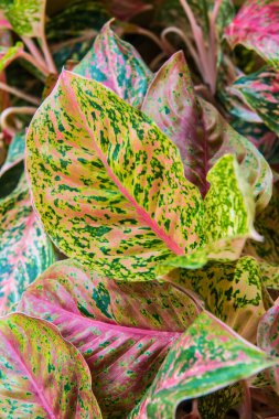 Caladium yaprakları arka planda, Tayland
