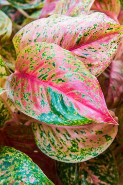 Caladium yaprakları arka planda, Tayland