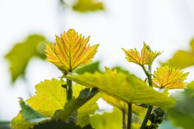 Tayland 'da üzüm yaprakları