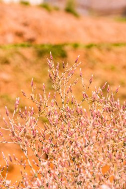 Kırmızı Yaprak Marul Çiçeği, Tayland
