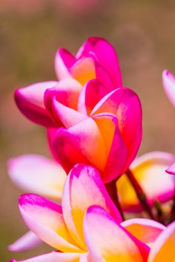 Frangipani çiçeklerini kapat, Tayland