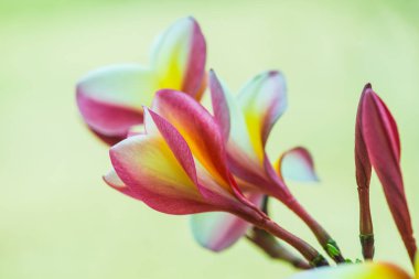Frangipani çiçeklerini kapat, Tayland