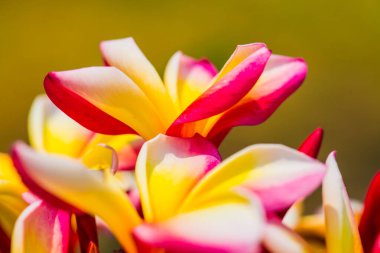 Frangipani çiçeklerini kapat, Tayland