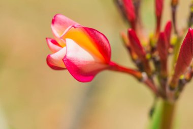 Frangipani çiçeklerini kapat, Tayland