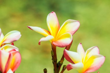 Frangipani çiçeklerini kapat, Tayland