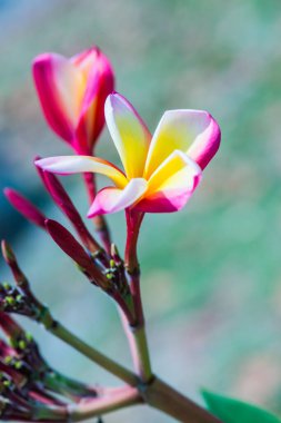 Frangipani çiçeklerini kapat, Tayland