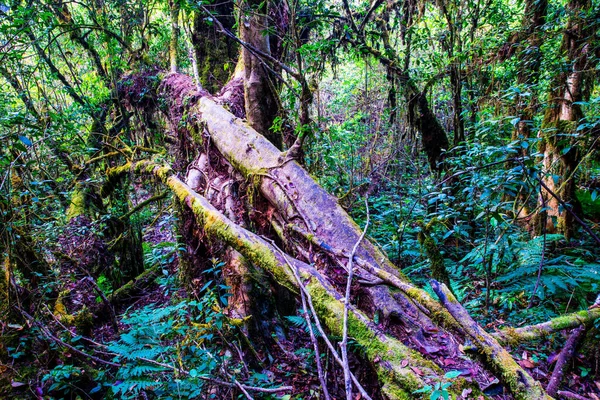 Doi Inthanon Ulusal Parkı, Tayland 'da orman bolluğu