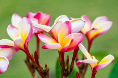 Frangipani çiçeklerini kapat, Tayland