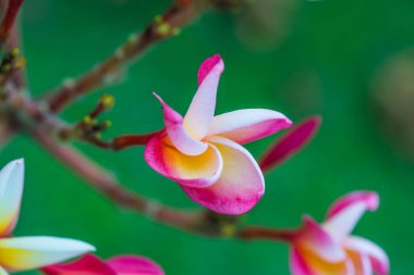 Frangipani çiçeklerini kapat, Tayland