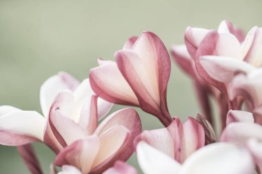 Frangipani çiçeklerini kapat, Tayland