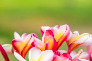 Frangipani çiçeklerini kapat, Tayland